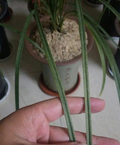 兰草叶子发黄可能是什么问题导致的？