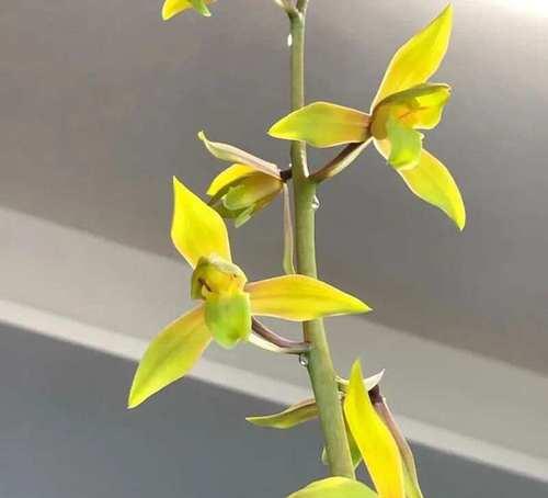 兰草叶子发黄可能是什么问题导致的？