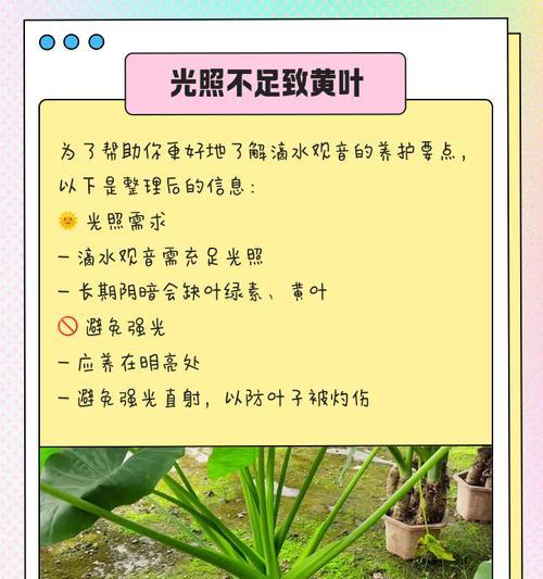 滴水观音施肥的最佳时机是什么时候？如何施肥？
