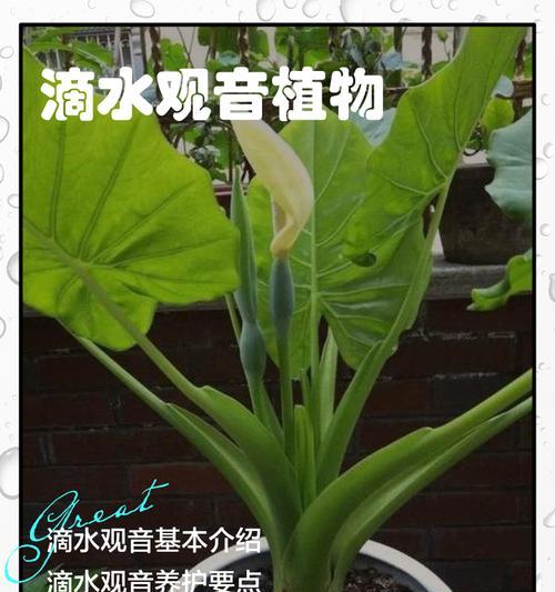 滴水观音施肥的最佳时机是什么时候？如何施肥？