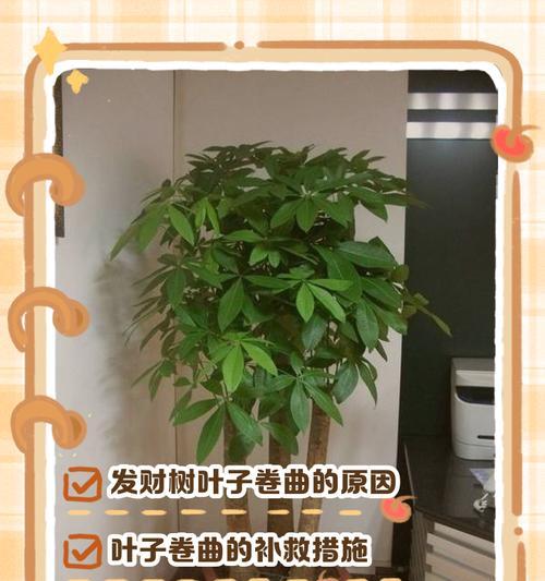 发财树树杆软化是什么原因？如何处理？