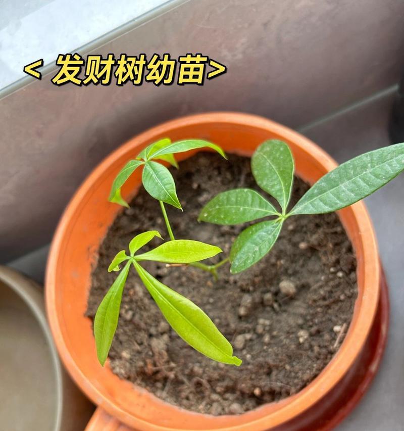 发财树树杆软化是什么原因？如何处理？
