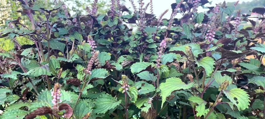 紫苏的种植和养护技巧是什么？