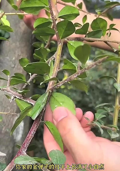 如何有效消灭植物上的蚧虫？