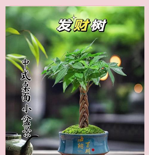 小发财树冬季养护技巧有哪些？
