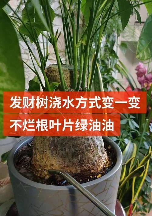 小发财树冬季养护技巧有哪些？