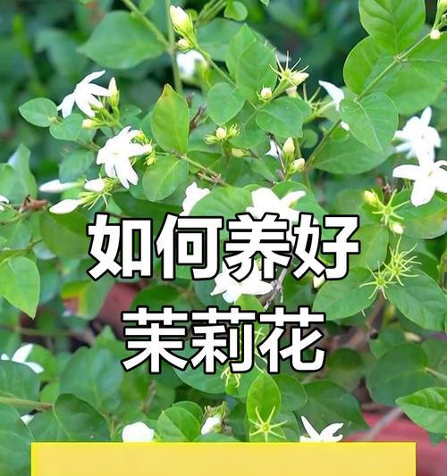 茉莉花的养殖环境和管理要点？