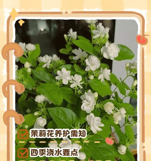 茉莉花的养殖环境和管理要点？