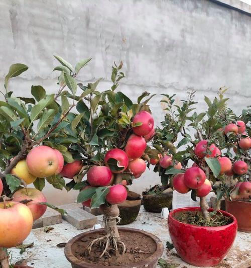 盆栽苹果树有哪些品种？不同品种的盆栽苹果树有何区别？