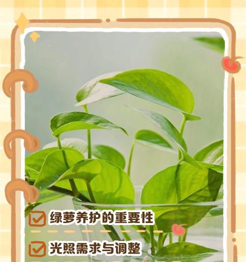 绿萝繁殖方法有哪些？家庭繁殖绿萝的步骤是什么？