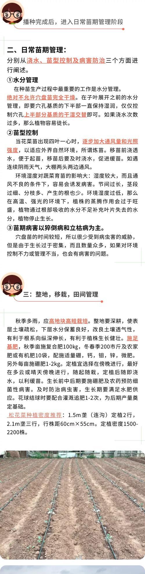 花种子发芽的正确步骤是什么？如何提高种子发芽率？