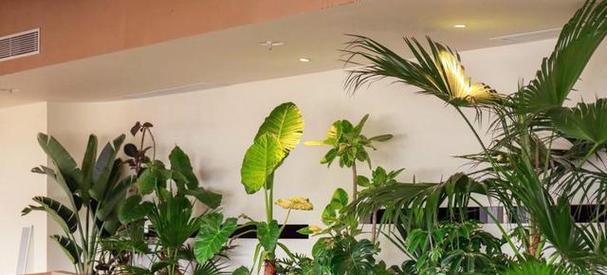 绿植租摆品种有哪些？如何选择适合办公室的植物？