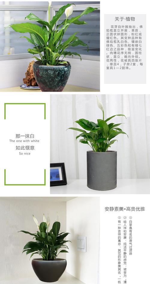 绿植租摆品种有哪些？如何选择适合办公室的植物？
