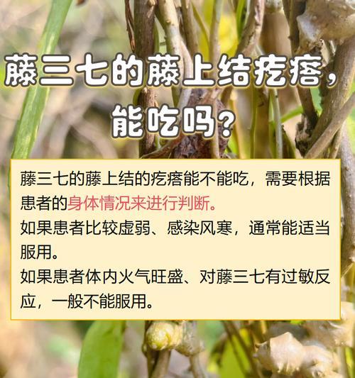 三七怎么养殖？三七的养殖方法和注意事项？