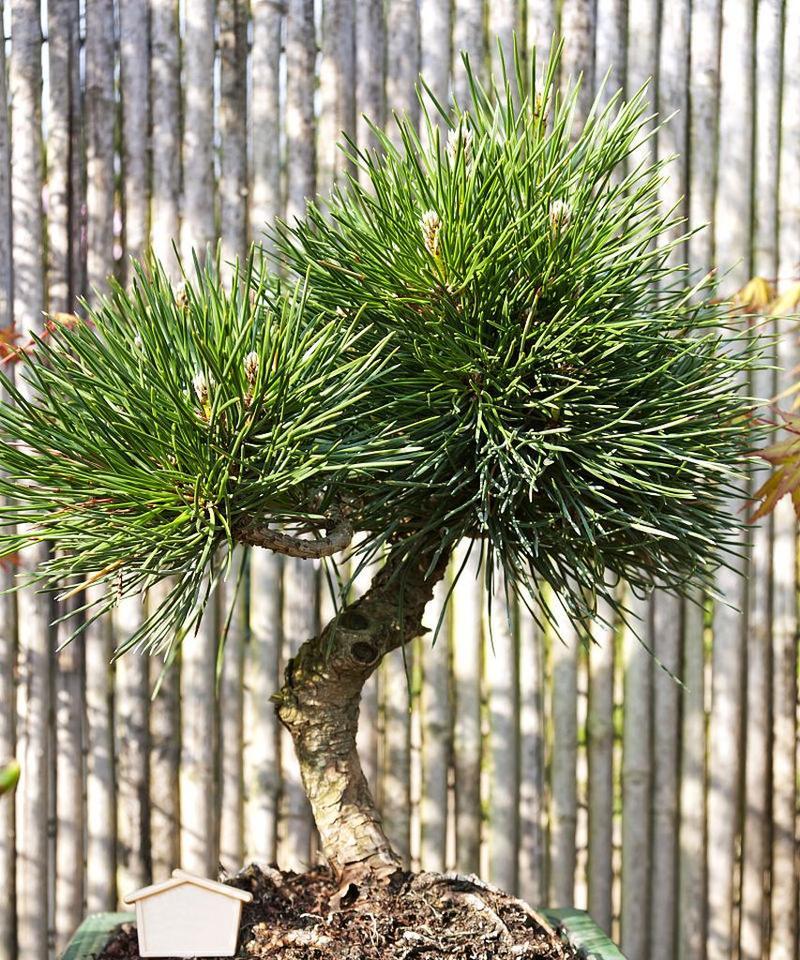 五针松摘芽的最佳时期是什么时候？五针松摘芽的方法是什么？