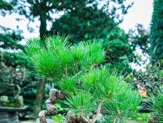 五针松摘芽的最佳时期是什么时候？五针松摘芽的方法是什么？