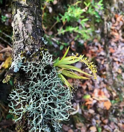 常见的兰科植物有哪些？兰科植物的养护要点是什么？