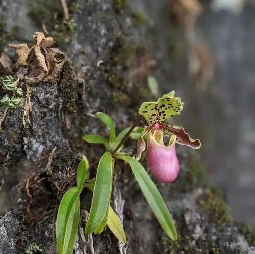 常见的兰科植物有哪些？兰科植物的养护要点是什么？