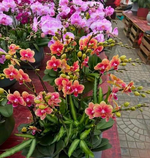 常见的兰科植物有哪些？兰科植物的养护要点是什么？