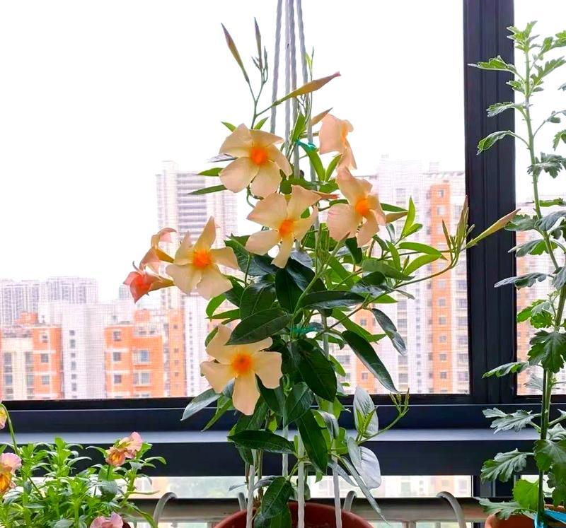 飘香藤品种的香味特点是什么？飘香藤品种的种植要点有哪些？