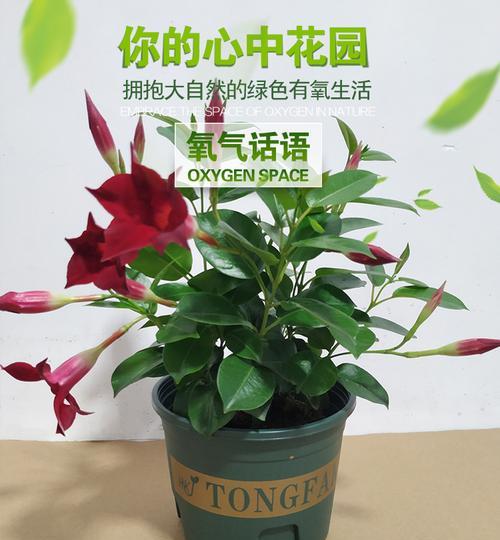 飘香藤品种的香味特点是什么？飘香藤品种的种植要点有哪些？