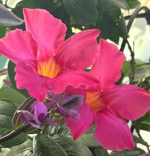 飘香藤品种的香味特点是什么？飘香藤品种的种植要点有哪些？