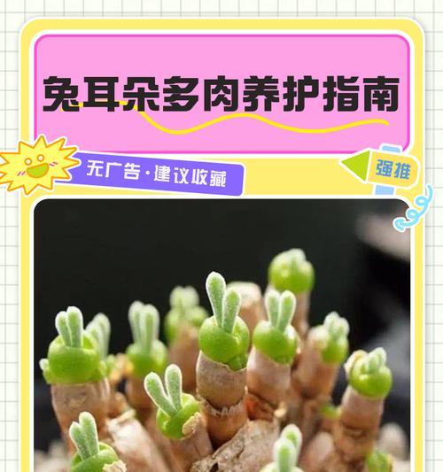 月兔耳的养殖方法是什么？月兔耳的生长环境有哪些要求？