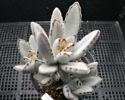 月兔耳的养殖方法是什么？月兔耳的生长环境有哪些要求？