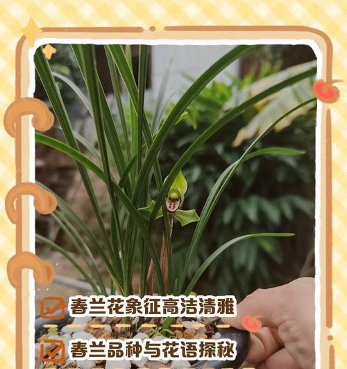 兰花的花语和象征意义是什么？兰花的文化内涵？