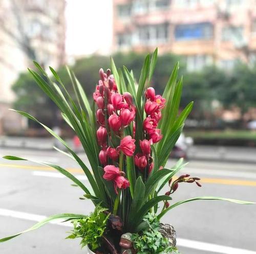 兰花的花语和象征意义是什么？兰花的文化内涵？