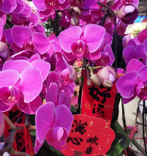 兰花的花语和象征意义是什么？兰花的文化内涵？