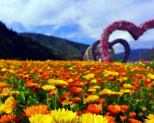 金盏菊种植技巧是什么？如何保持花色鲜艳？