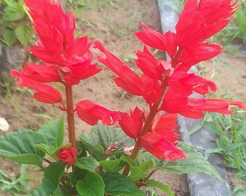 一串红种植技巧是什么？如何保证成活率？