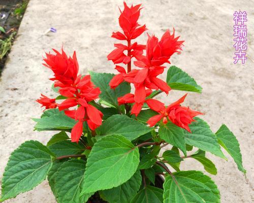 一串红种植技巧是什么？如何保证成活率？