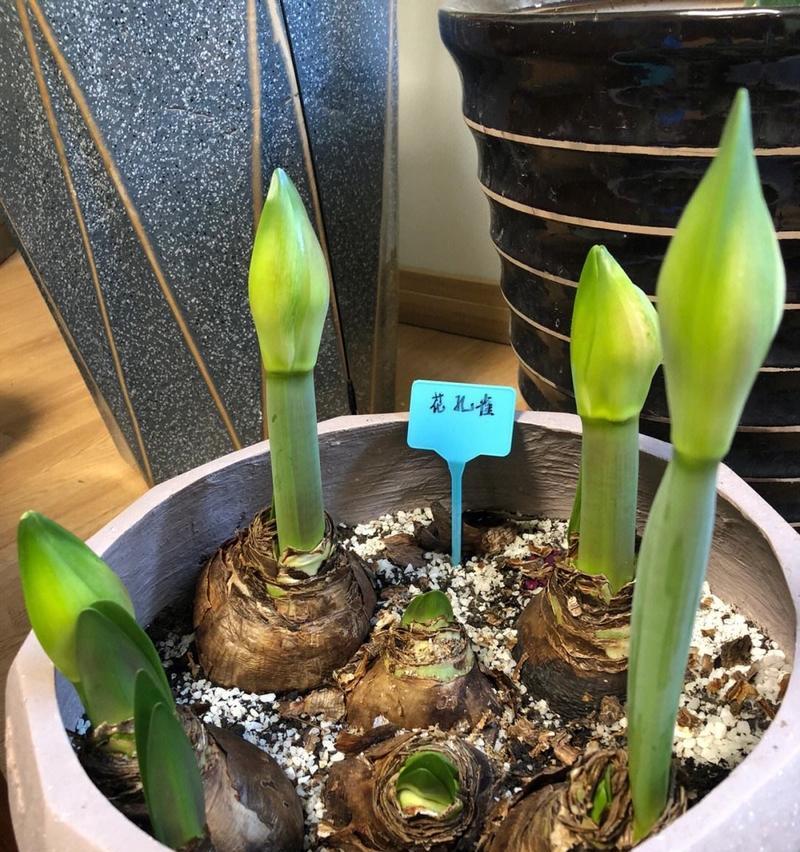 开大花的植物有哪些？如何在家中种植？