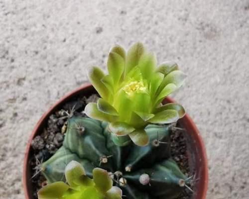 开大花的植物有哪些？如何在家中种植？