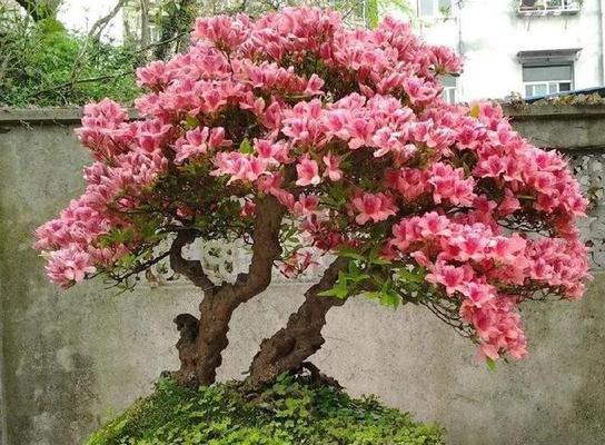 杜鹃花如何修剪成理想造型？