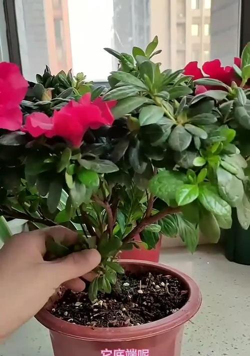 杜鹃花如何修剪成理想造型？