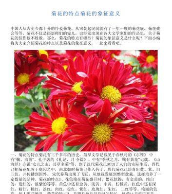 大菊花有哪些品种？大菊花品种的花语含义是什么？