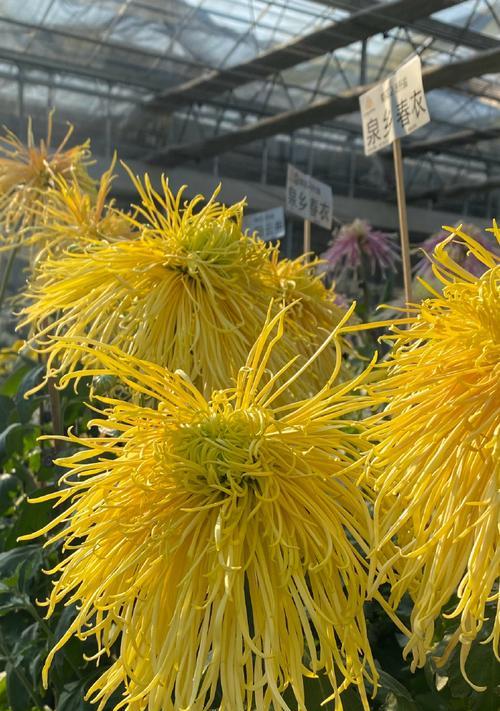 大菊花有哪些品种？大菊花品种的花语含义是什么？
