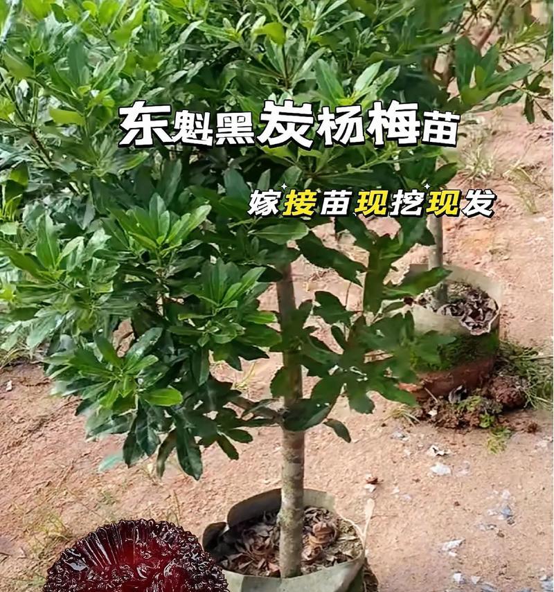 盆景树苗选择技巧？哪些树苗最适合做盆景？