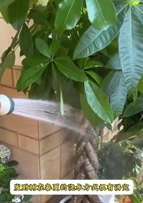 发财树浇水过多如何抢救？