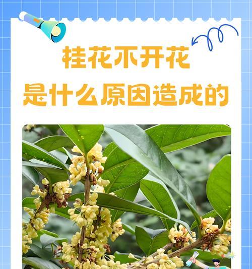 养好花的秘诀和常见问题解答是什么？