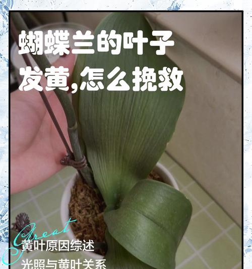 惠兰叶子变黄的常见原因及解决措施有哪些？