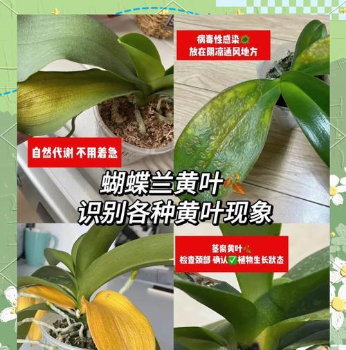 惠兰叶子变黄的常见原因及解决措施有哪些？