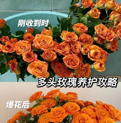 微型玫瑰花的养殖技巧有哪些？