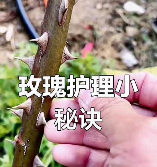 微型玫瑰花的养殖技巧有哪些？