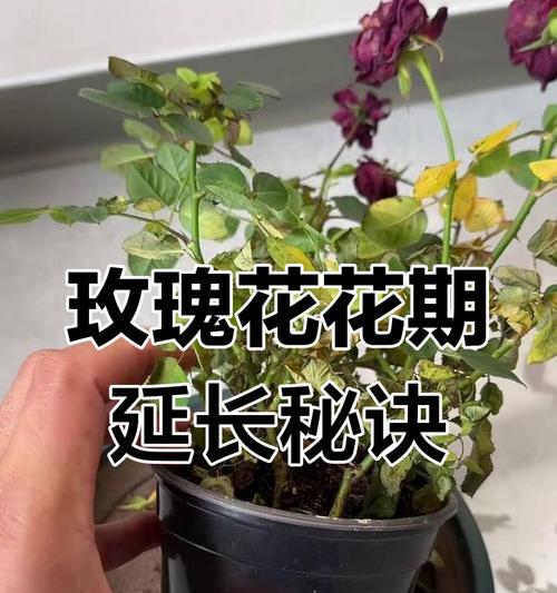 微型玫瑰花的养殖技巧有哪些？
