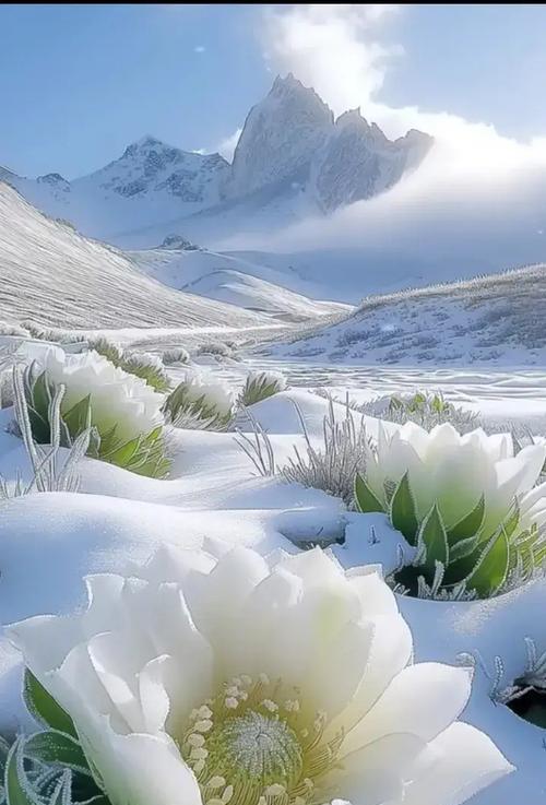 雪莲属于什么植物？雪莲的生长环境和特点是什么？