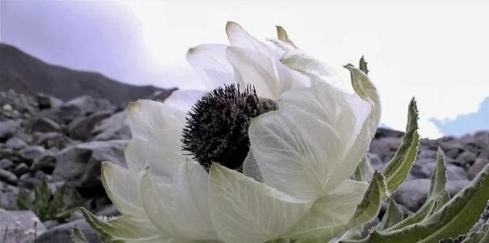 雪莲属于什么植物？雪莲的生长环境和特点是什么？